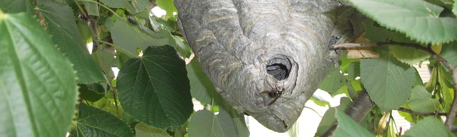 Island Exterminating