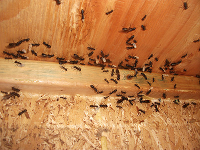 Carpenter Ant Services