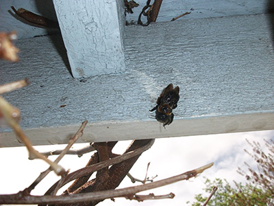 Carpenter bee Services